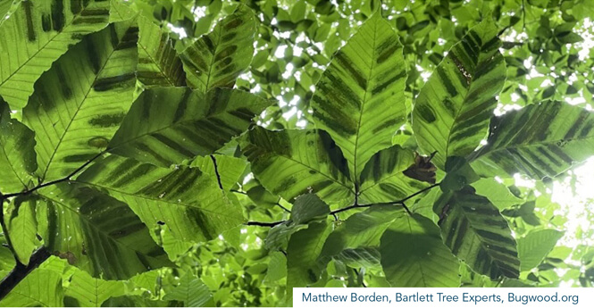 Beech leaf disease