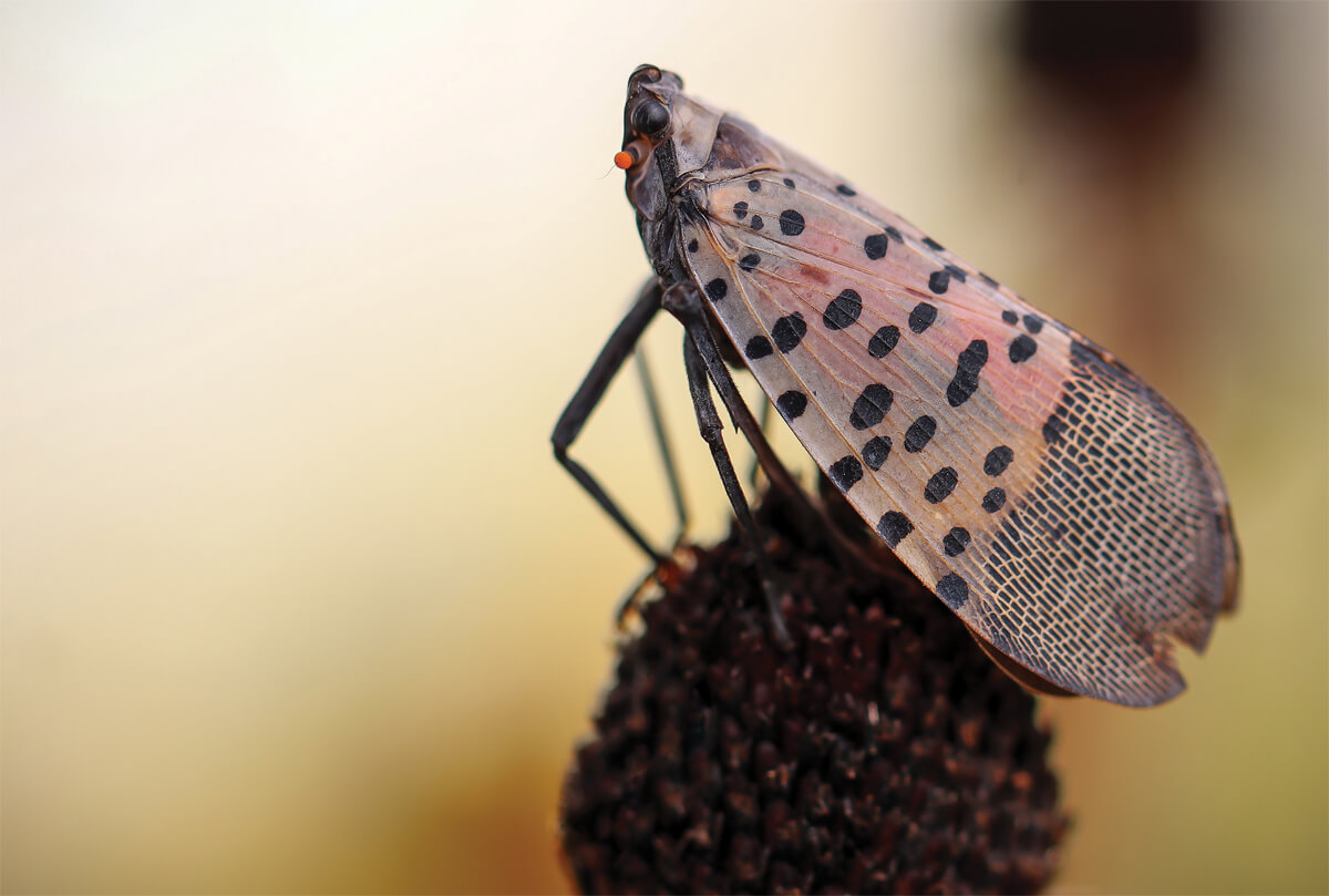 Spotted Lanternfly: Protecting the landscape from an emerging threat