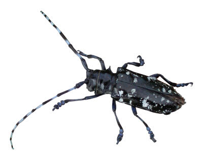 Asian long-horned beetle eradicated from Canada – Landscape Ontario